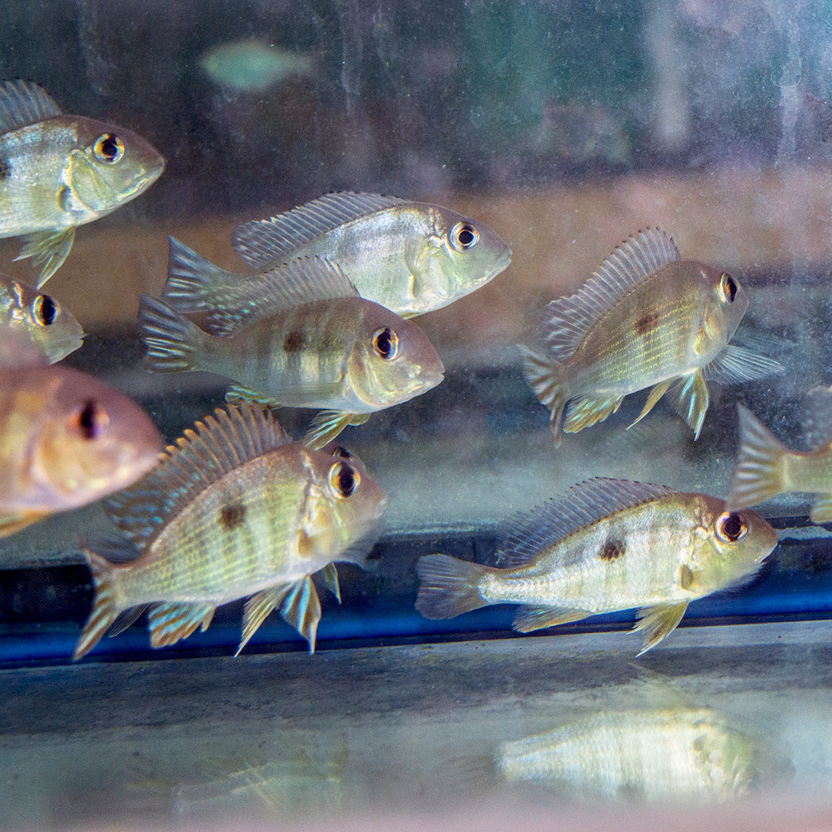 Cichlid - Geo. Red Head Tapajos 3in