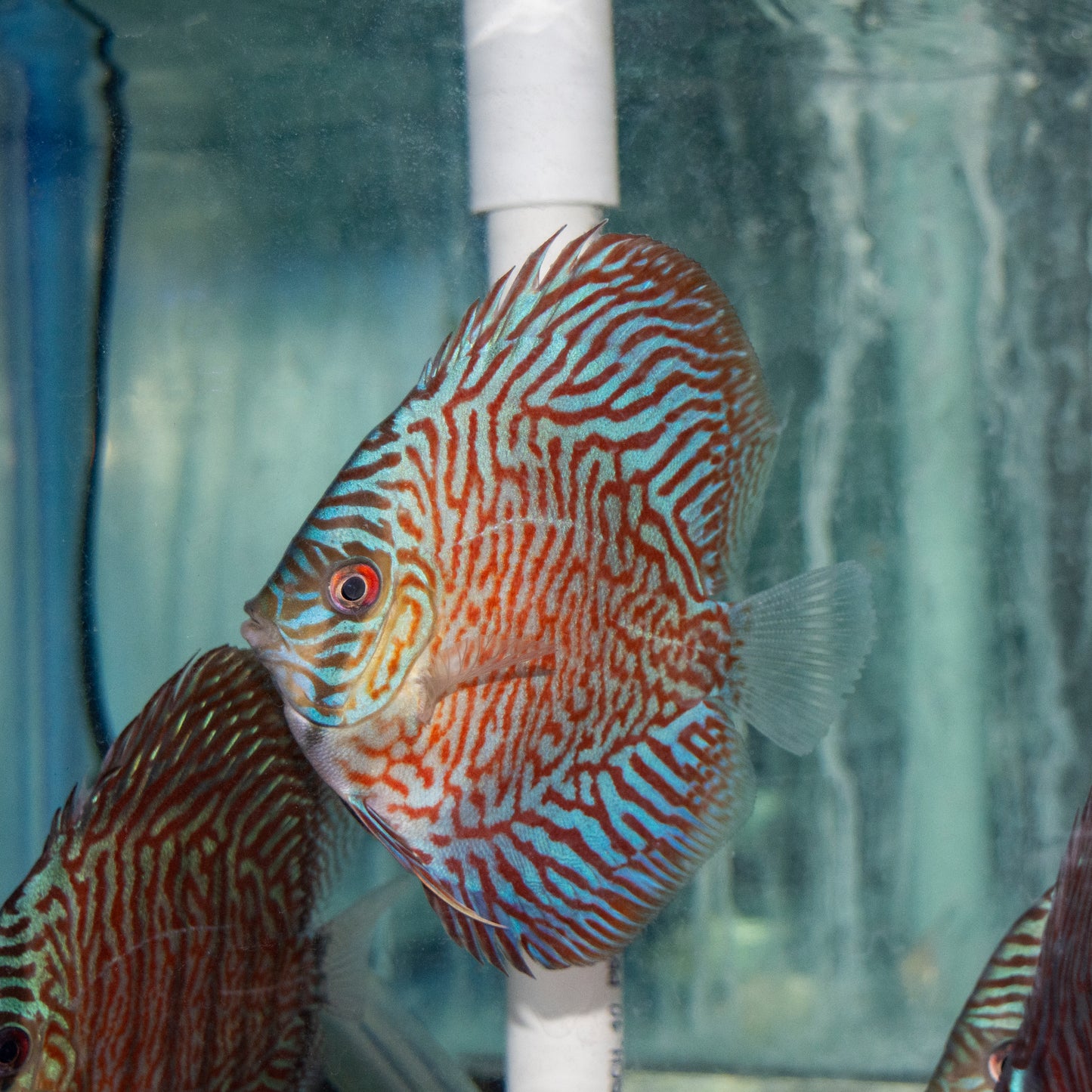 Discus - Turquoise Red 3in.