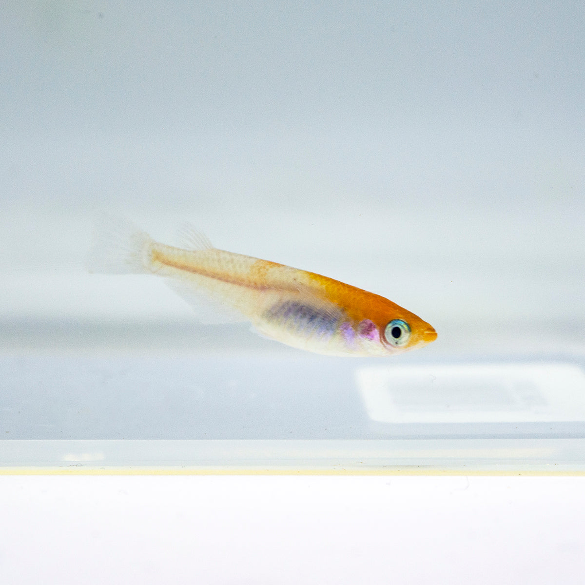 Misc - Rice Fish Redcap Koi Medaka Lg