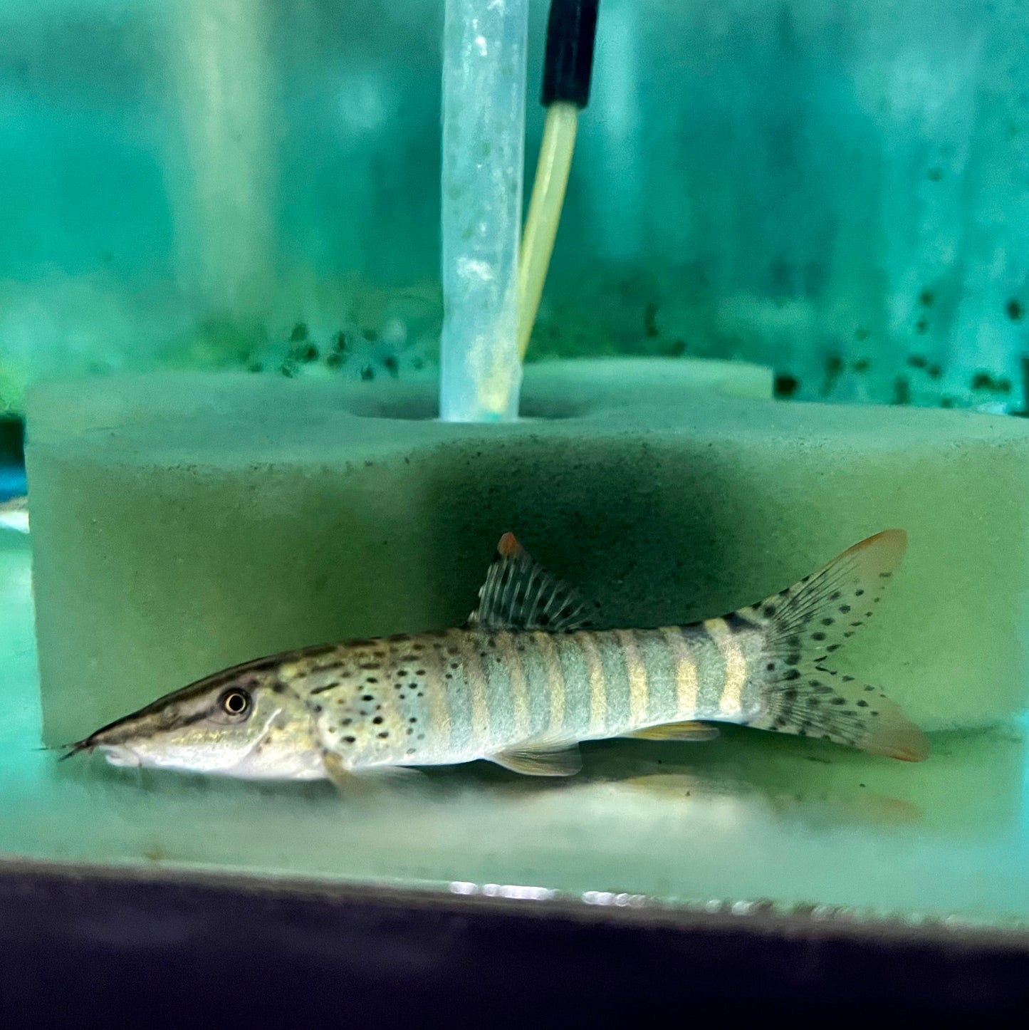 Botia Redfin Tiger 2in