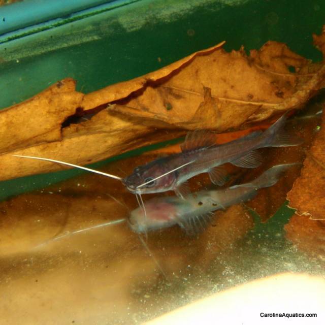 Catfish - Redtail Asian 3in.
