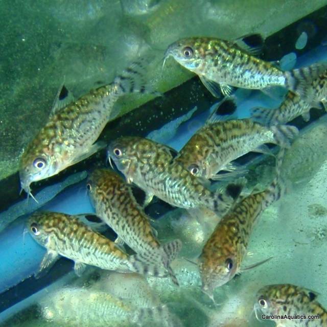 Cory - Reticulated Med