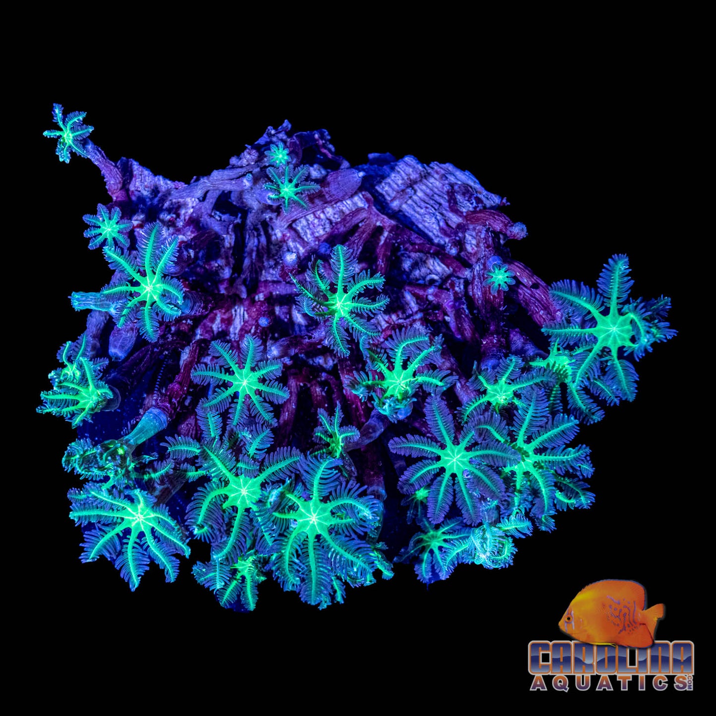 Indo - Rock Glove Polyp