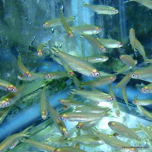 Tetra - Rummynose Brazil