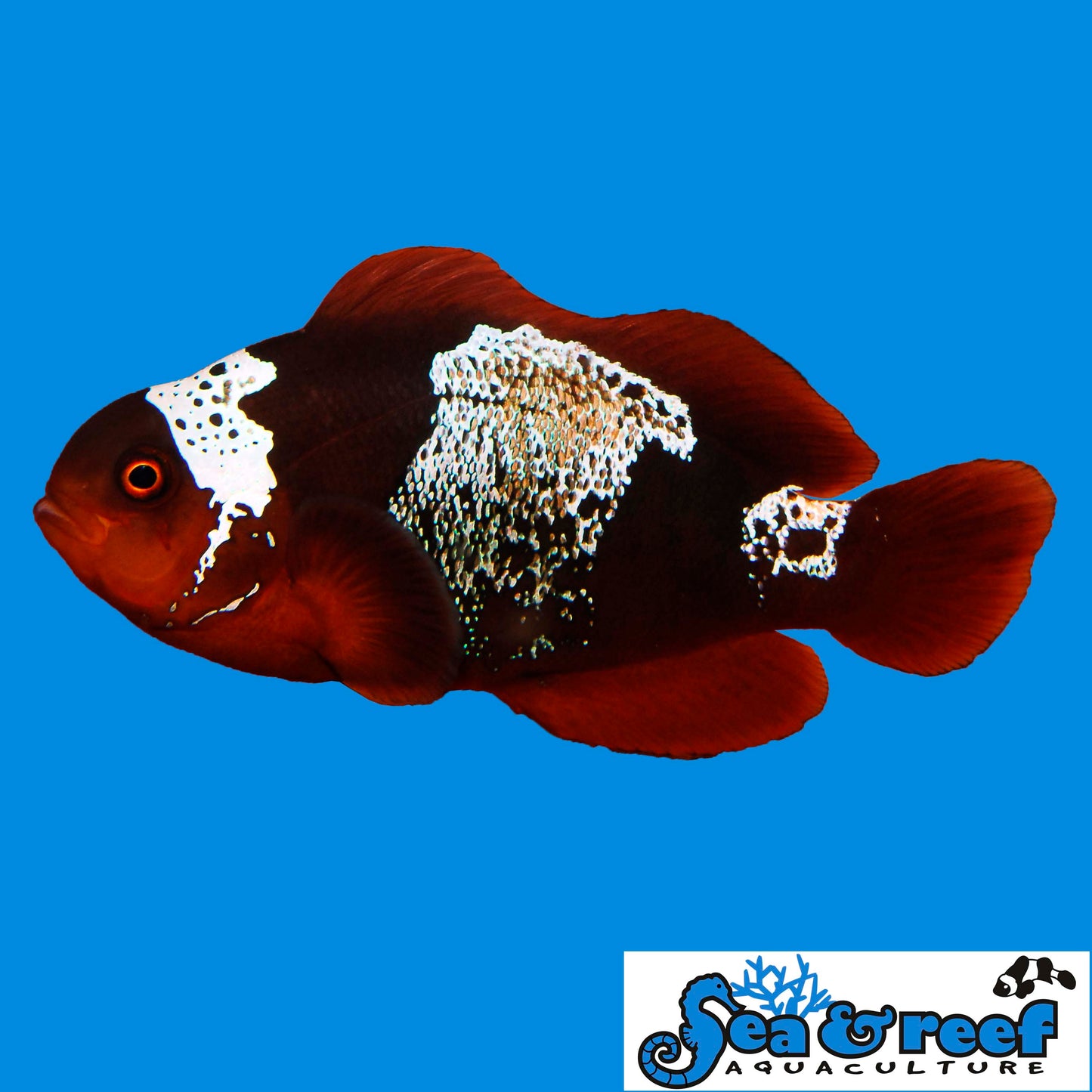 Clown - Maroon Lightning