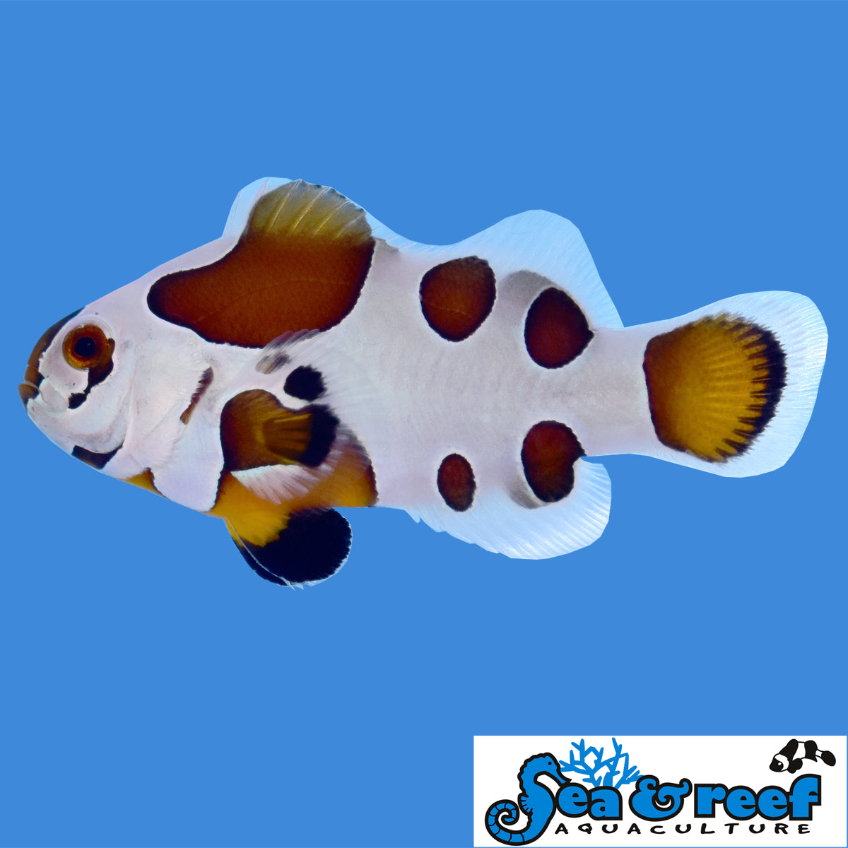 Clown - Storm Mocha