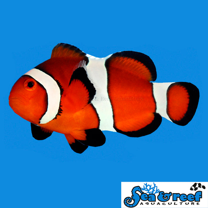 Clown - Ocellaris