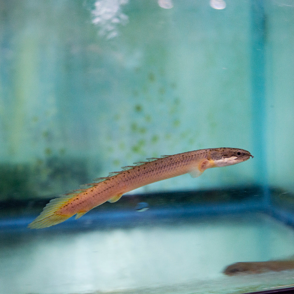 Misc - Bichir Senegalus 2-2.5in