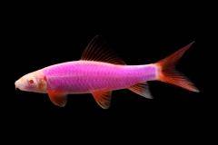 GloFish® - Shark Galactic Purple
