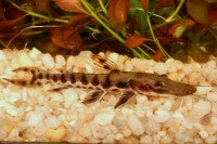 Catfish - Shovelnose Tiger 3in.