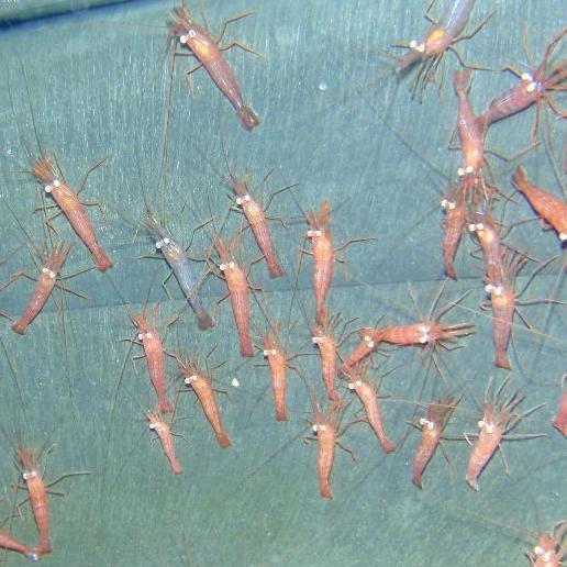 Shrimp - Peppermint(LIMIT 50)