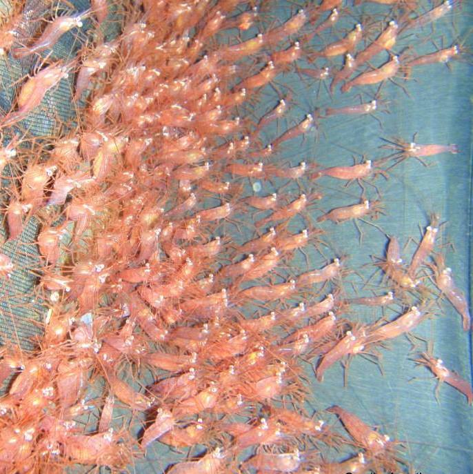 Shrimp - Peppermint(LIMIT 50)