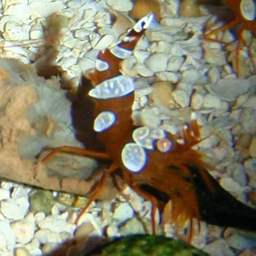 Shrimp - Sexy