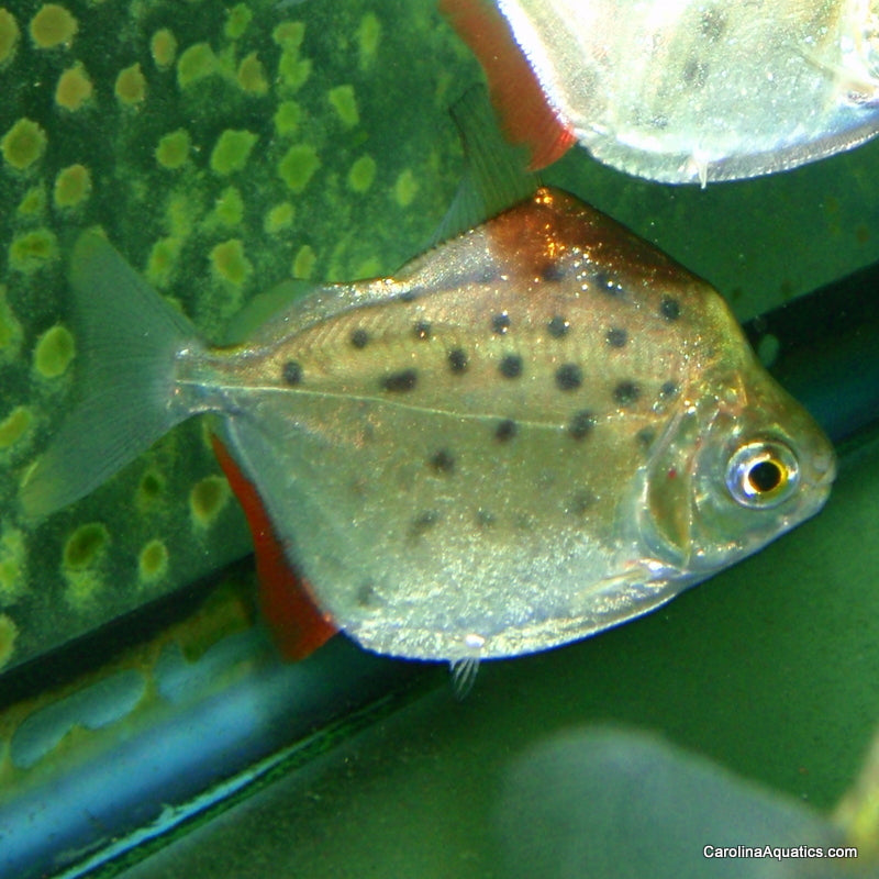 Misc - Silver Dollar Spotted Med