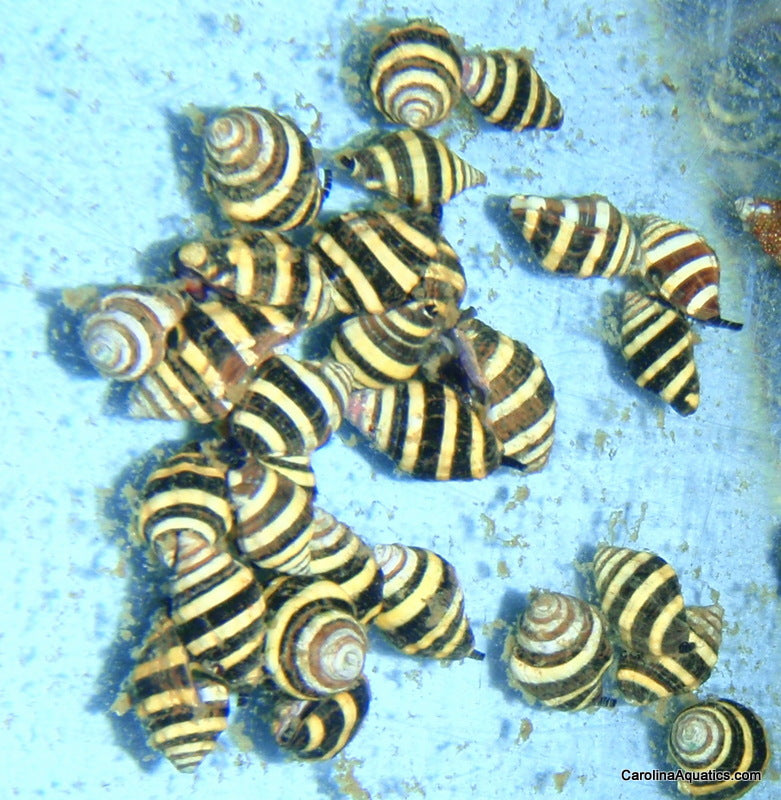 Snail - Bumble Bee