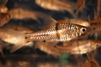 Barb - Spanner T 2.5-3in