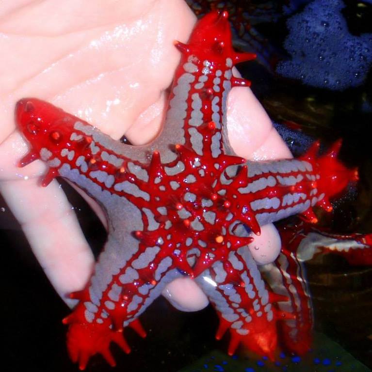Starfish - General