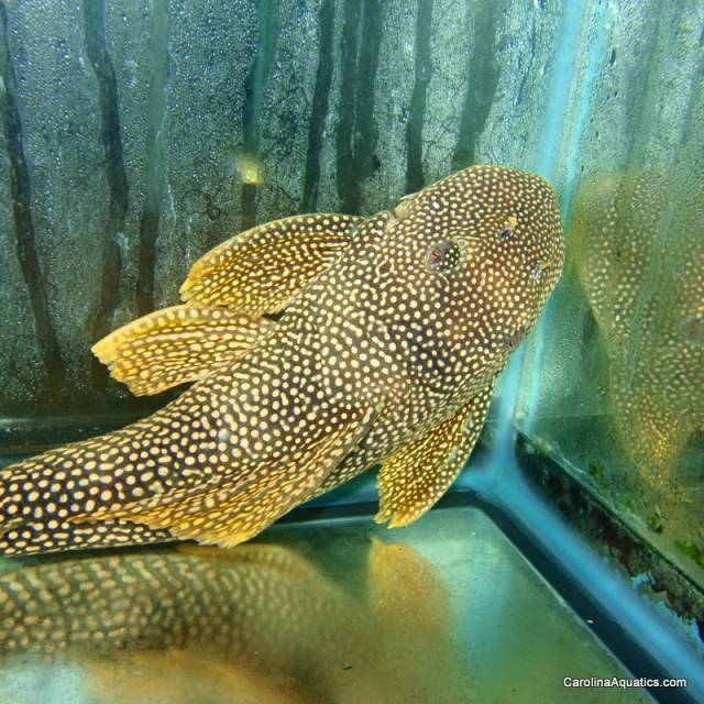 Pleco - Sunshine L-014 6-7in.