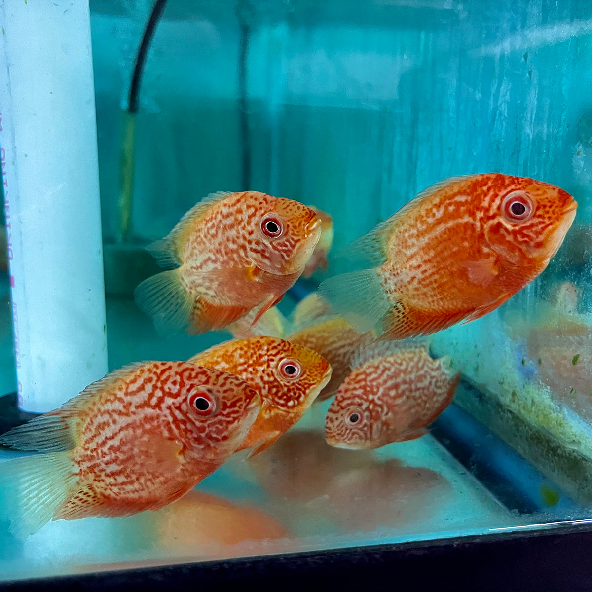 Cichlid - Severum Super Red Lg 3.5-4in