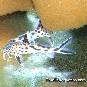 Catfish - Syno Petricola Sml