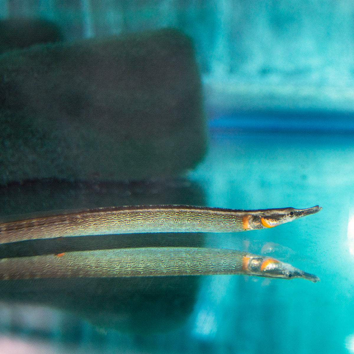 Pipefish - Red Bar Freshwater Lg