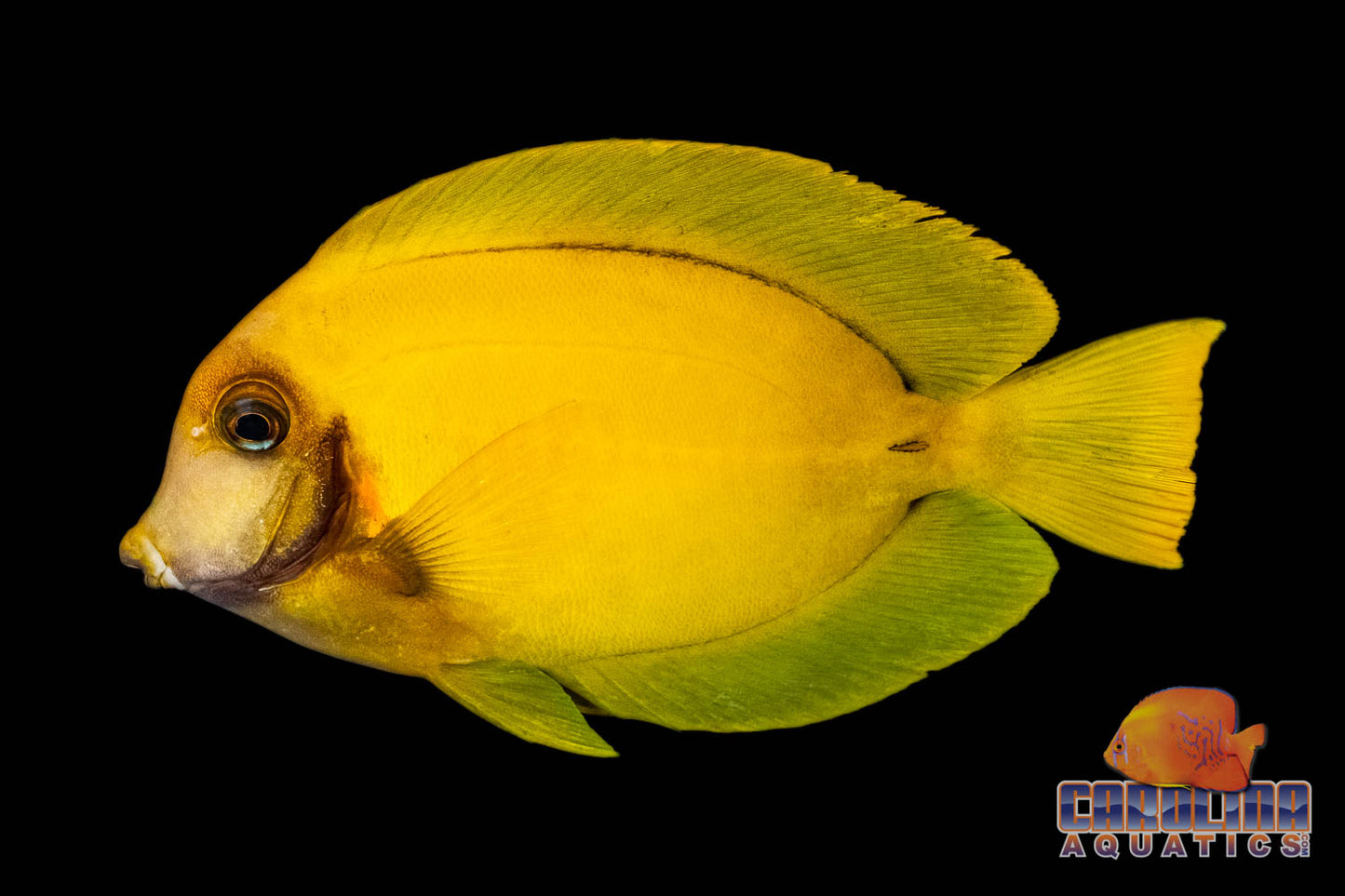 Tang - Mimic Yellow Sm