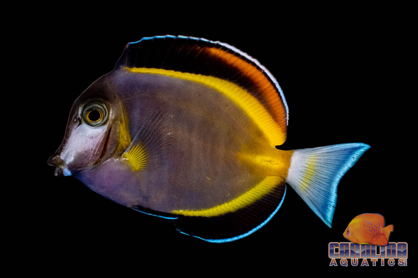 Tang - Powder Brown Lg