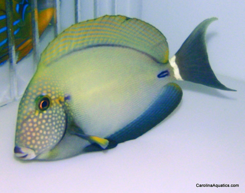 Tang - Maculiceps Med