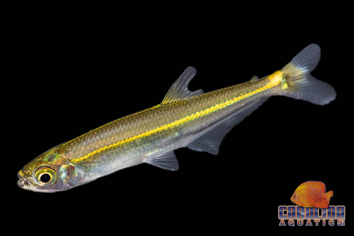 Tetra - Iguana Redline Md