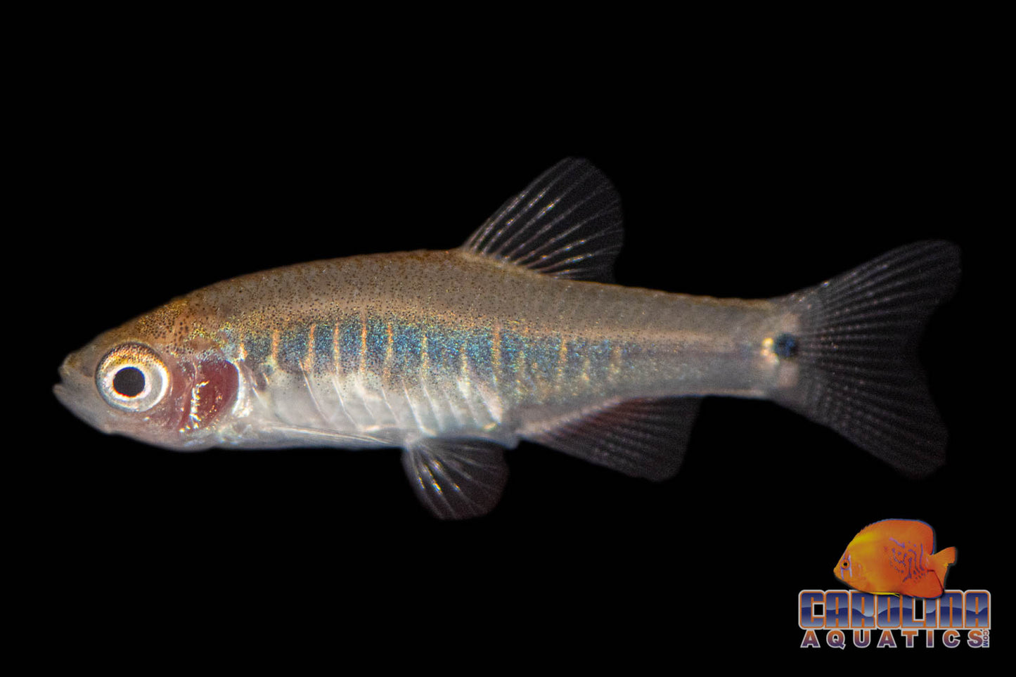Tetra - Rasbora Emerald Dwarf Wild