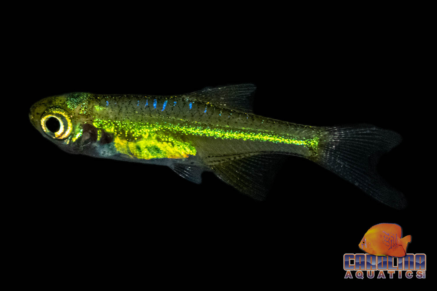 Rasbora - Rasbora Kubotai