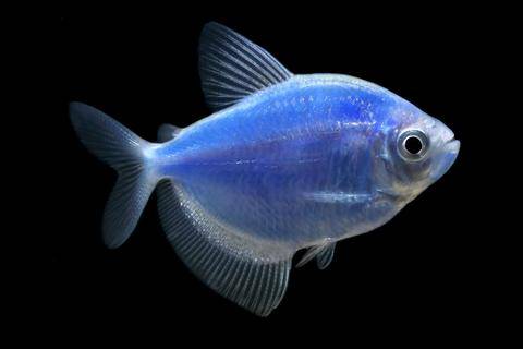 GloFish® - Tetra Cosmic Blue