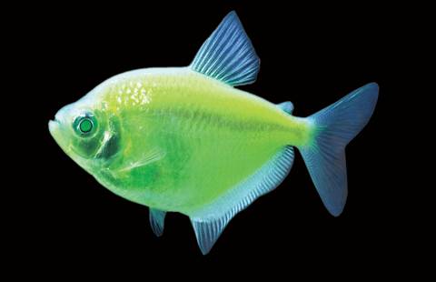 GloFish® - Tetra Electric Green