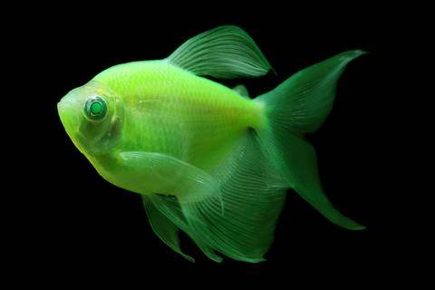 GloFish® - Tetra Electric Green L/F