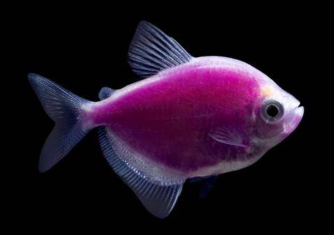 GloFish® - Tetra Galactic Purple