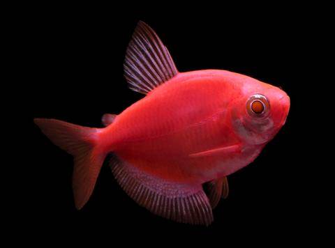 GloFish® - Tetra Starfire Red