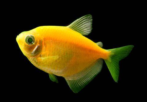 GloFish® - Tetra Sunburst Orange