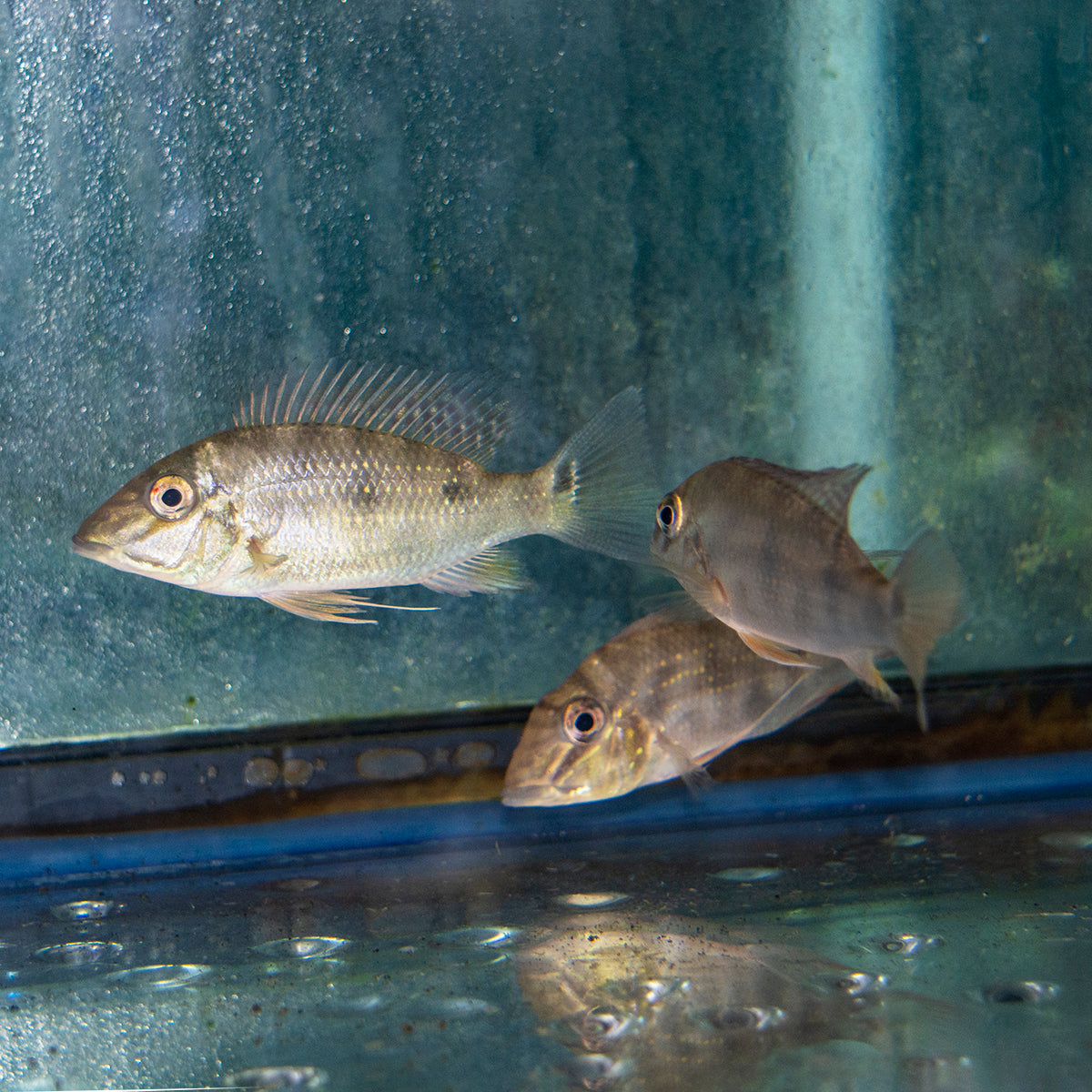 Cichlid - Eartheater Three Spot (Daemon) ML