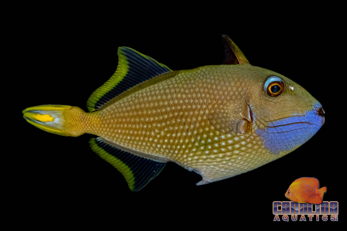 Trigger - Blue Jaw Male