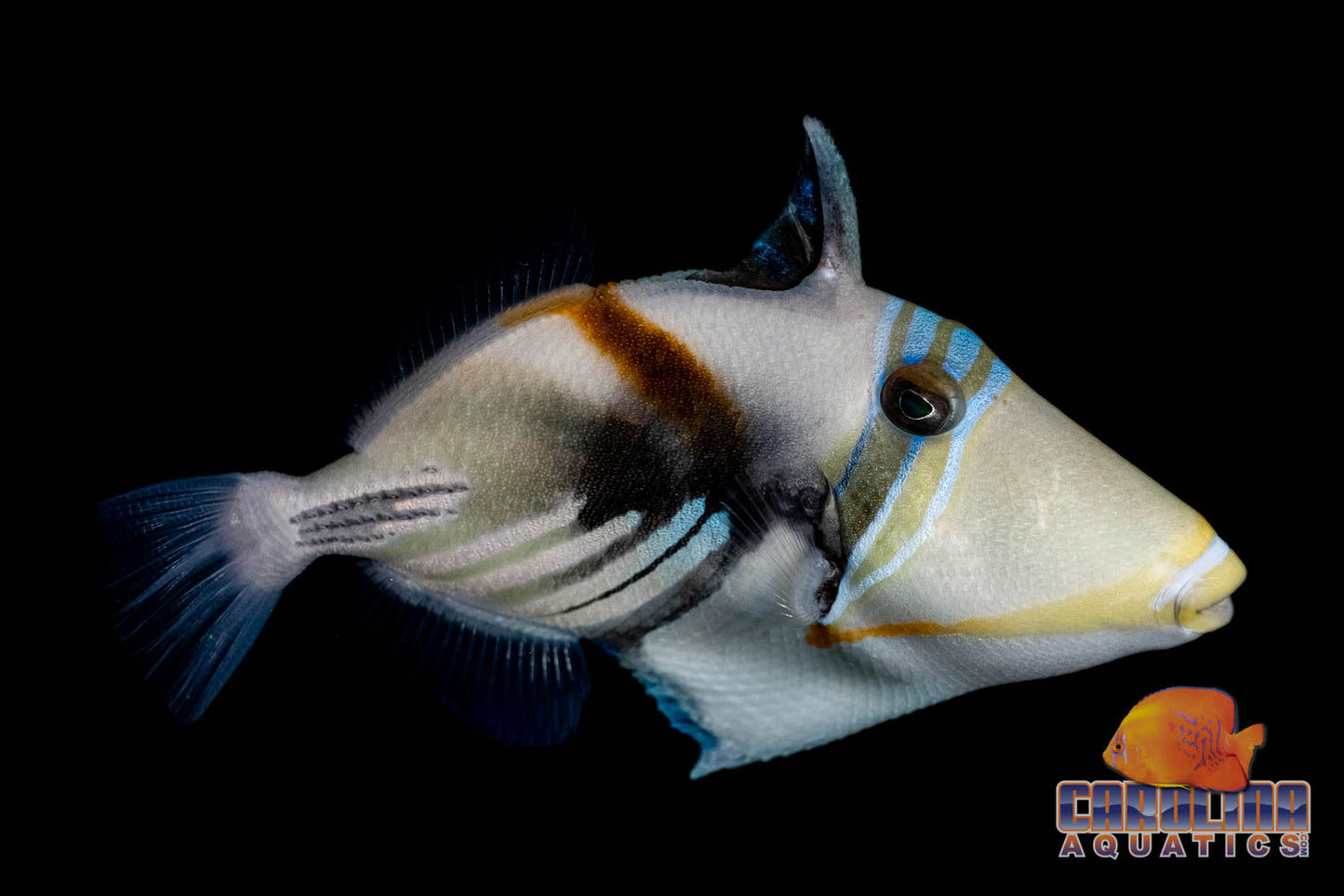 Trigger - Huma Huma Med