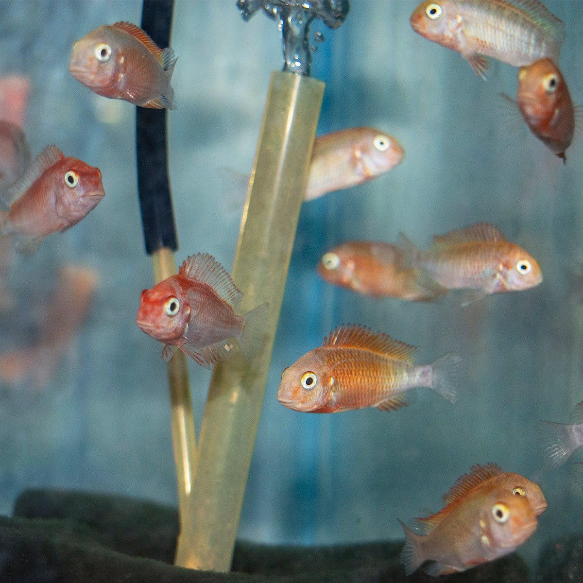 African - Tropheus Moliro Albino 1in