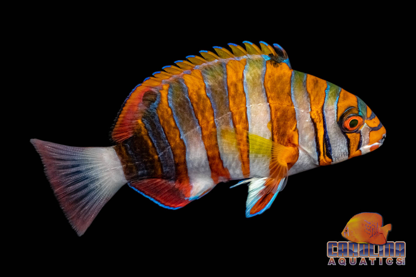 Tusk - Harlequin Juv