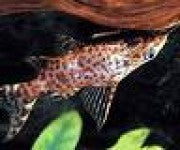 Catfish - Upside Down