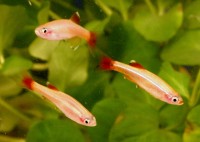 Danio - White Cloud Gold