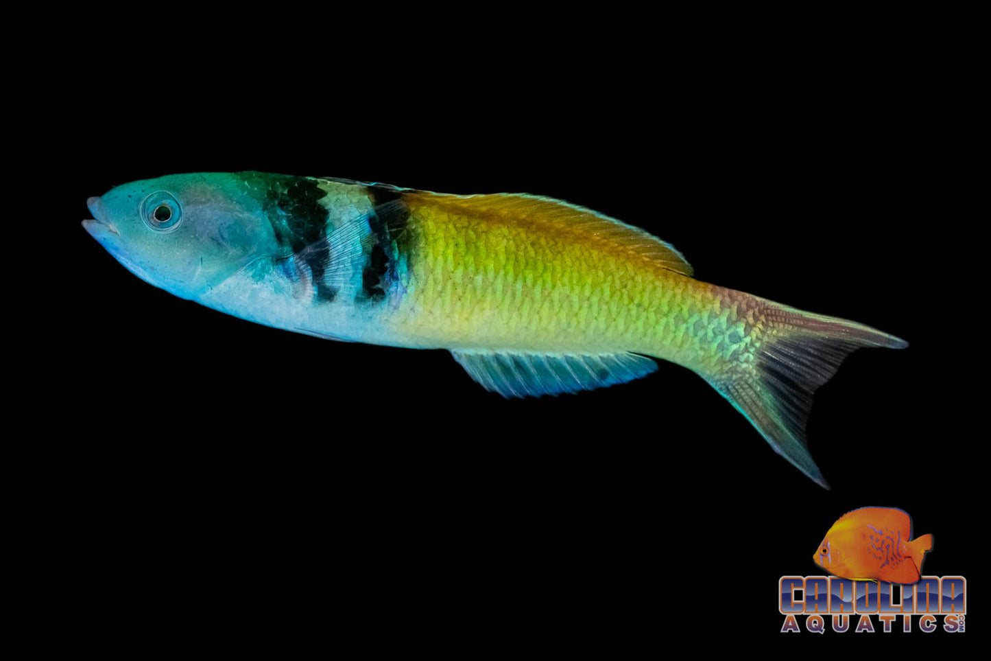 Wrasse - Blue Head