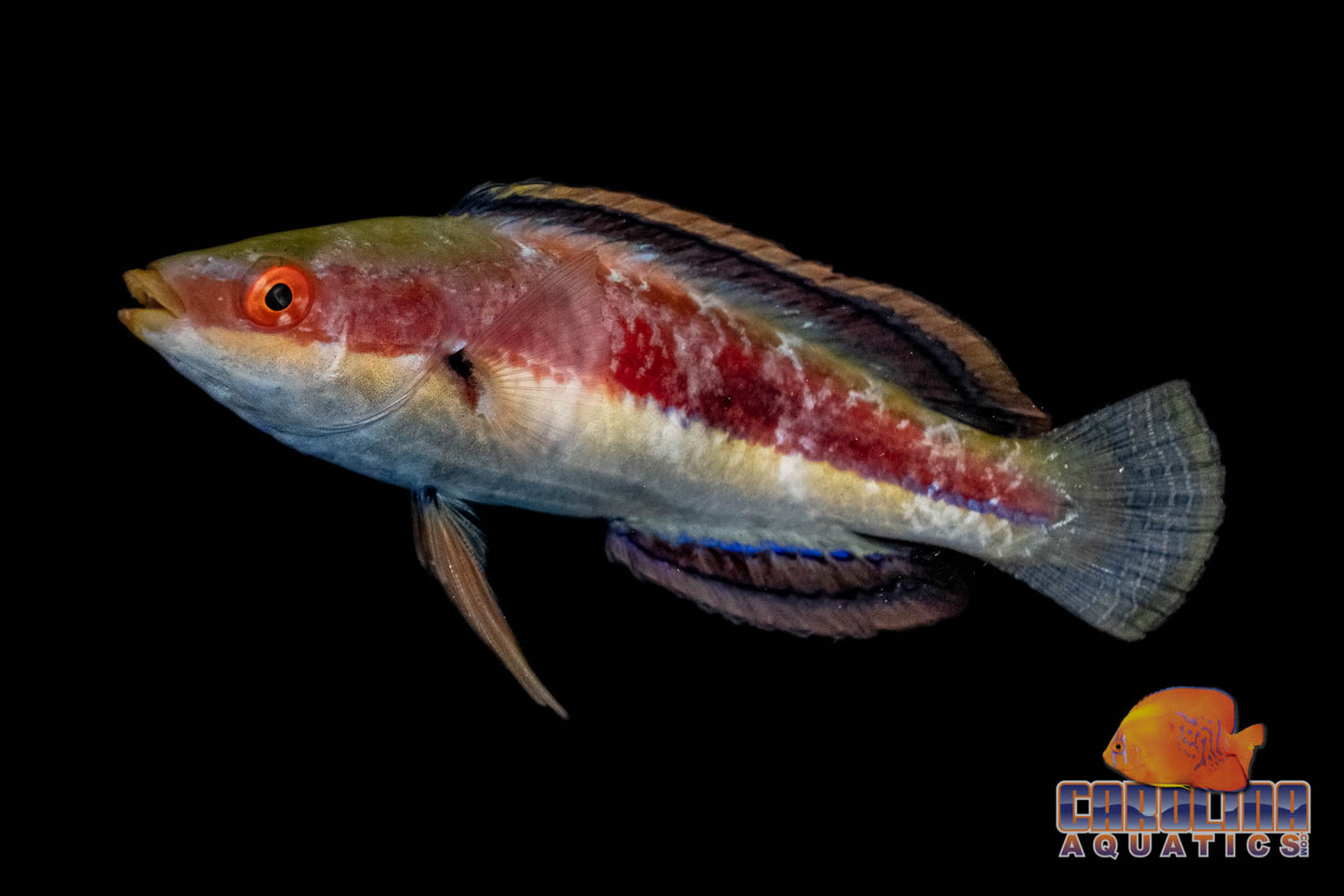 Wrasse - Fairy Katherine's