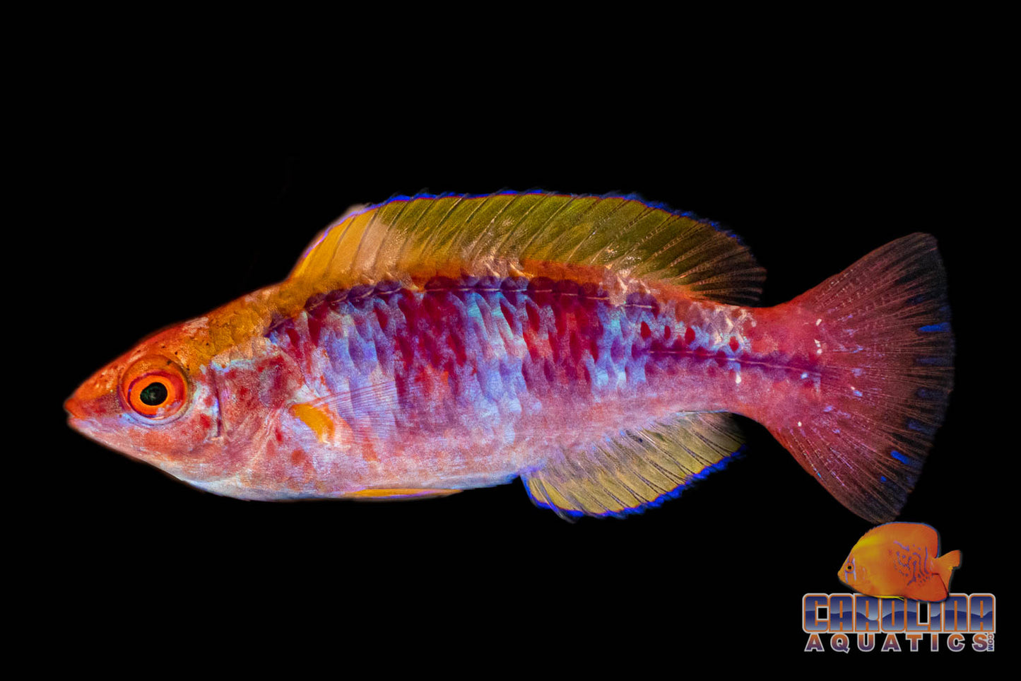 Wrasse - Fairy Lubbocks