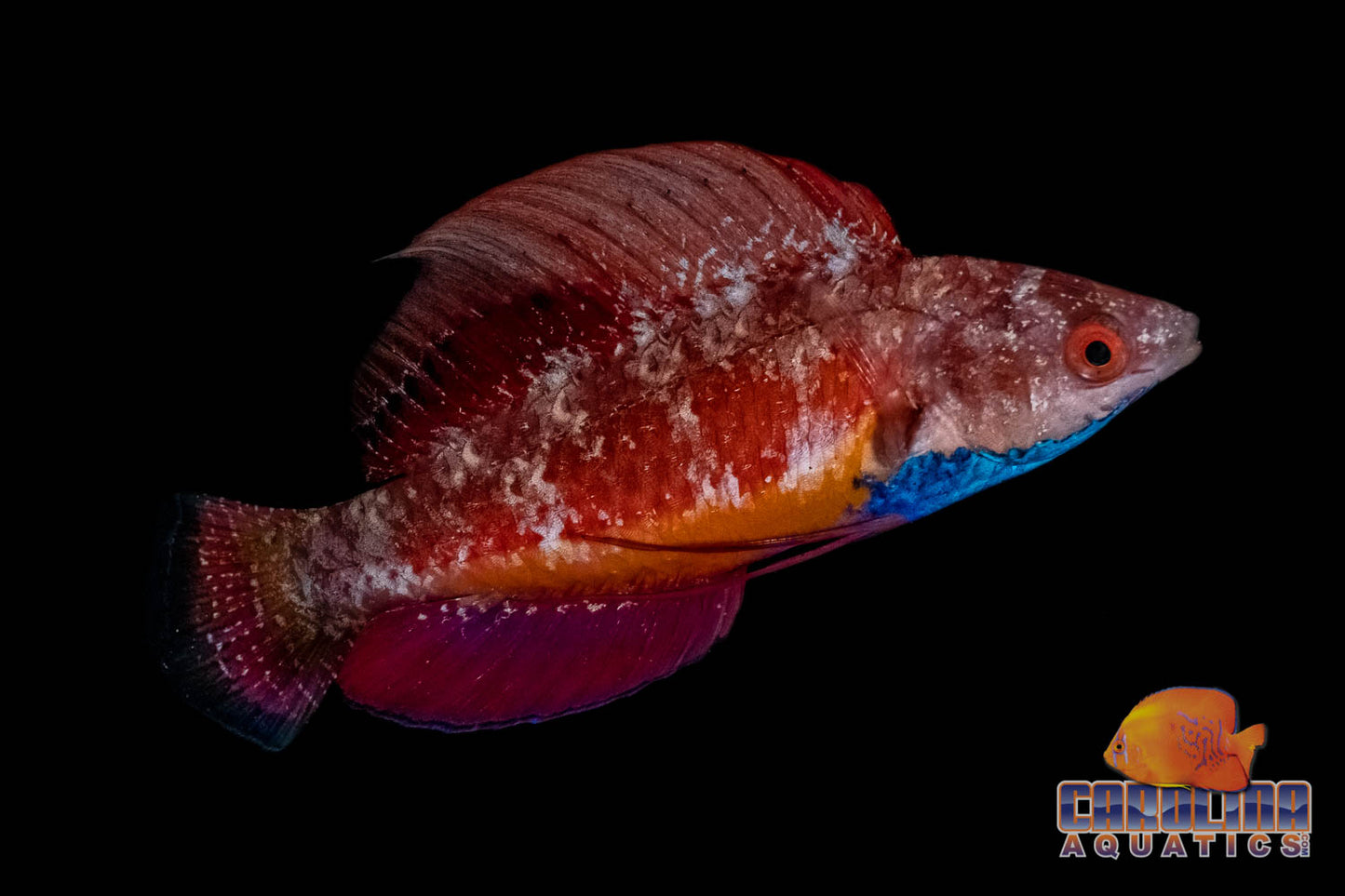 Wrasse - Fairy Sailfin