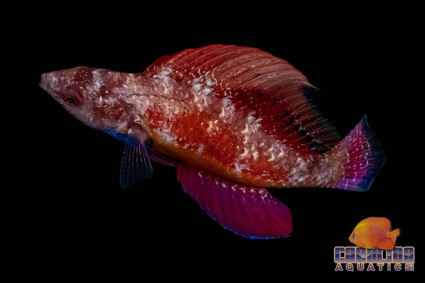 Wrasse - Fairy Sailfin