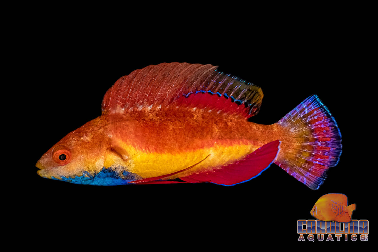 Wrasse - Fairy Sailfin